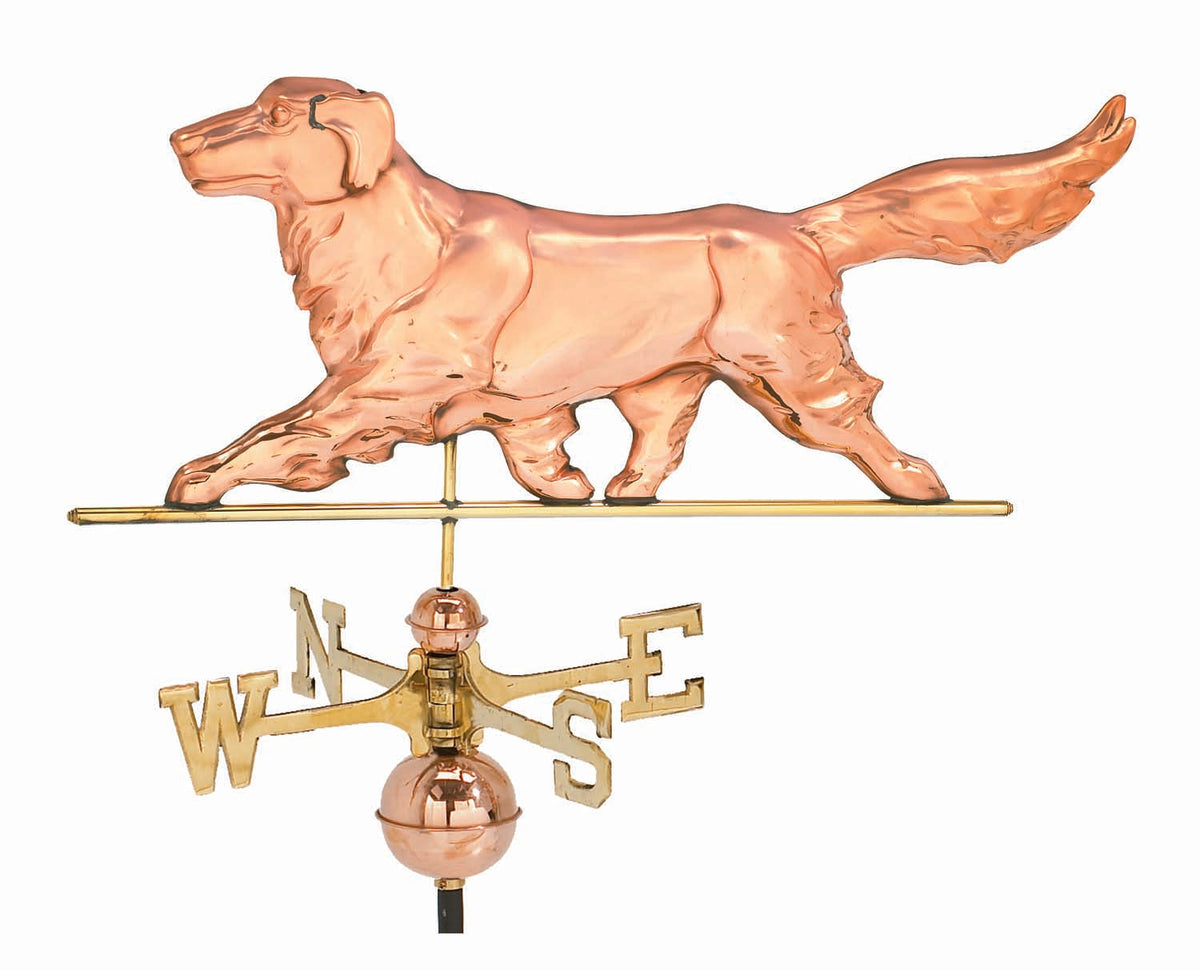 Pol. Golden Retriever WV WV335P